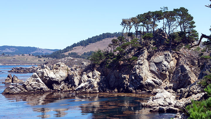 rolling hills topped with green tall trees meet mats of kelp patties in a glassy ocean